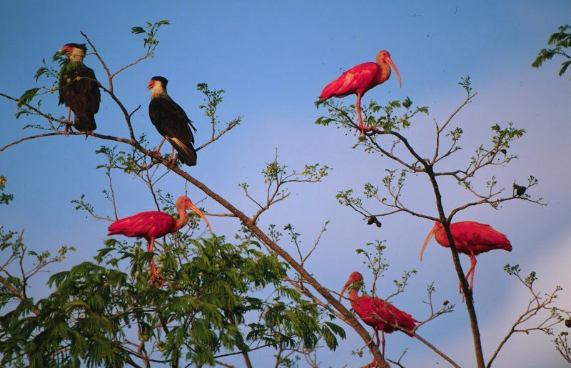 From "Pinturitas del paisaje" to "Corrido de los Pájaros" - The Firsthand Story